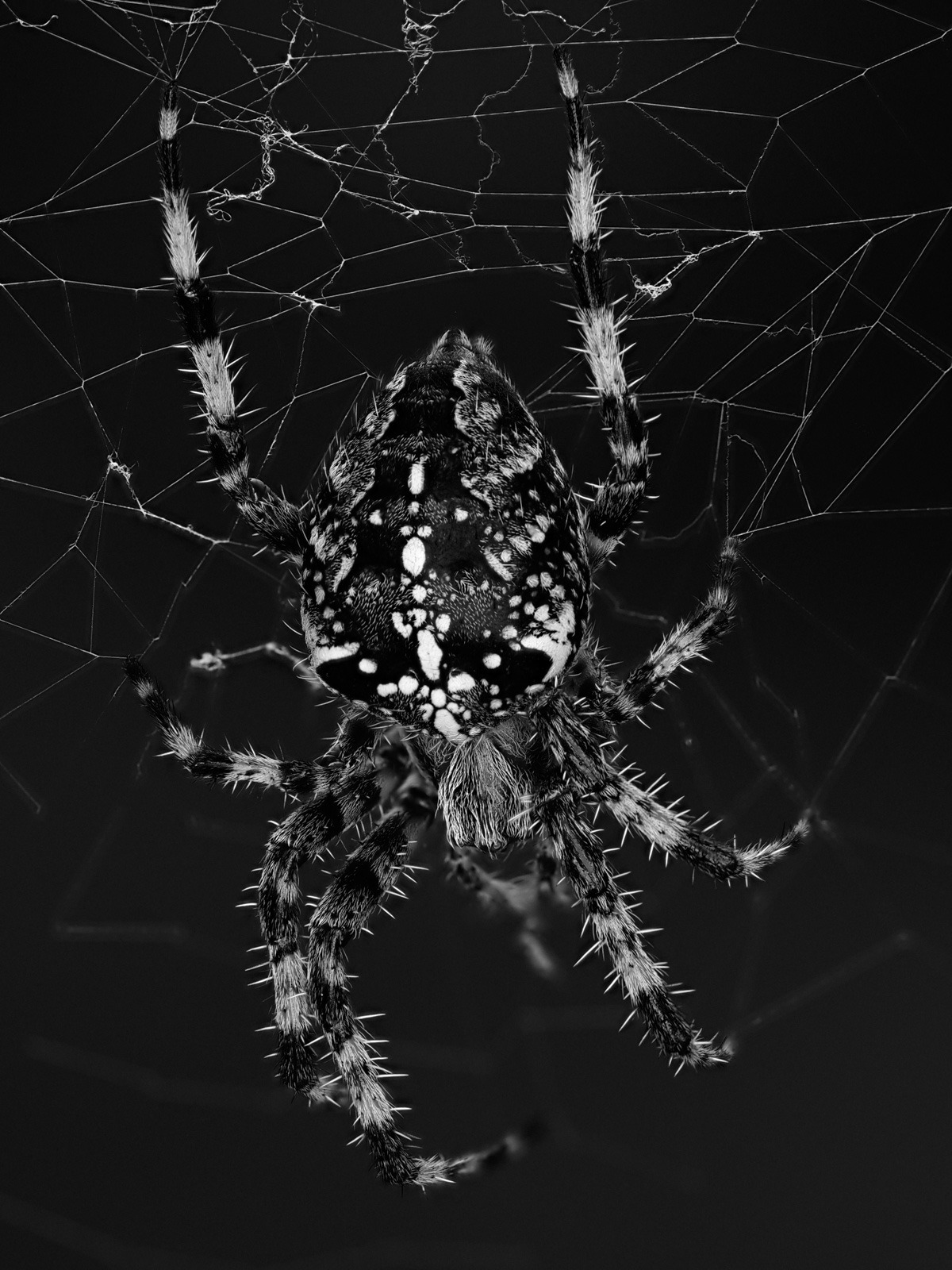 Arachnid beauty - David Metzger