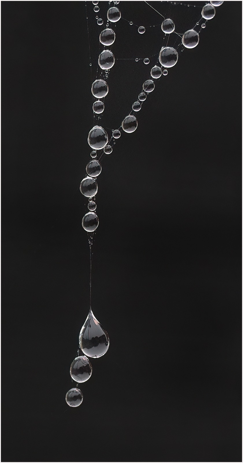 Droplets on torn web - Elaine Dowding