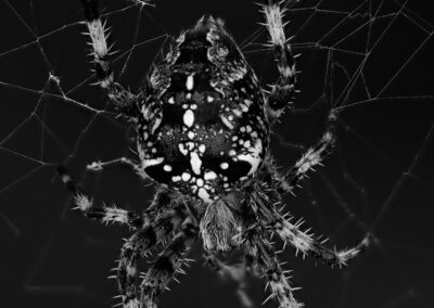 Arachnid beauty - David Metzger