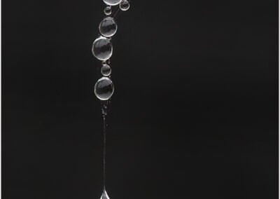 ANNUAL COMPETITION - THE COLOUR TROPHY ELAINE DOWDING “DROPLETS ON A TORN WEB”