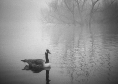 Canada Goose, Lochend Park - Matt Pringle